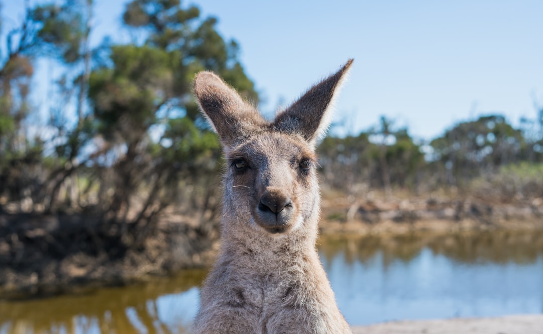 Photo Kangaroo muscles